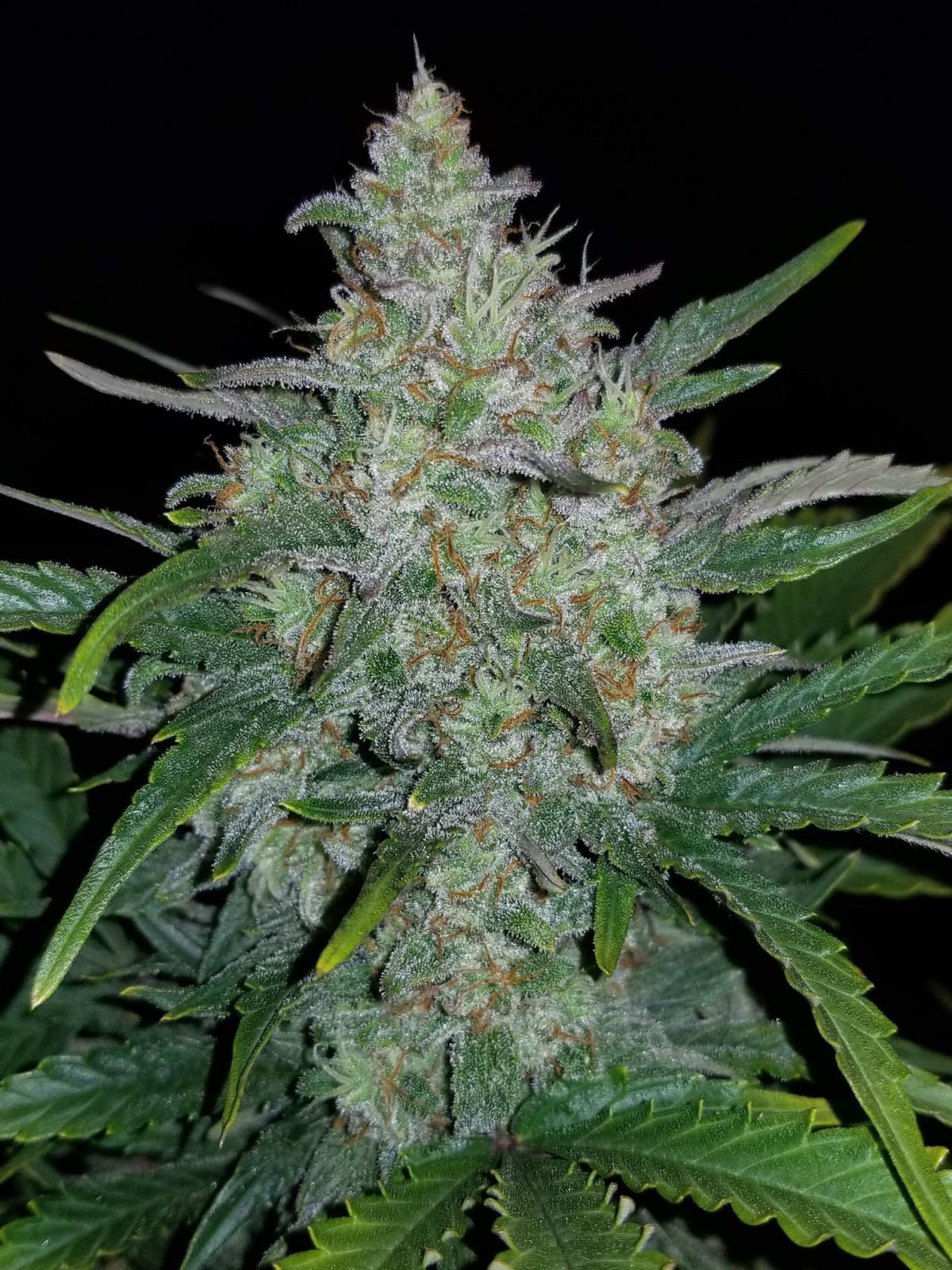 Rhino Ryder Auto - Cannaseuse - Curated Genetics - 42 Fast Buds