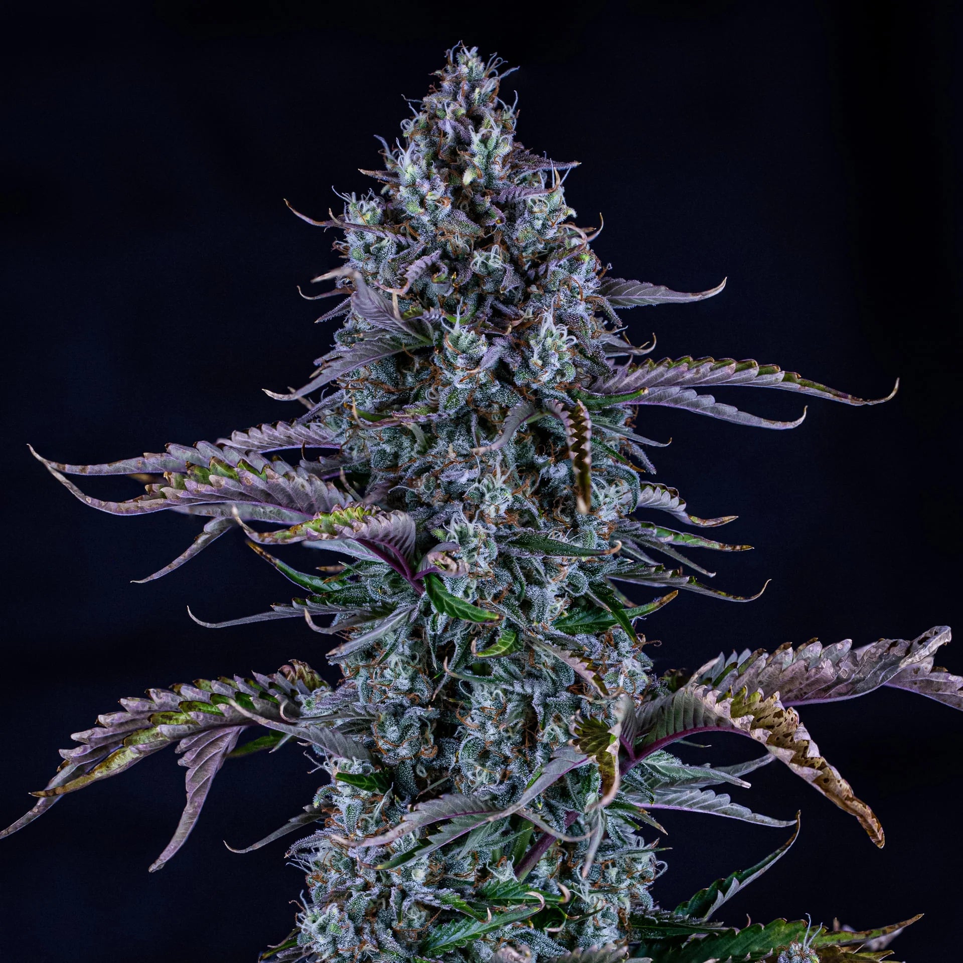 Mephisto Genetics-Ripley's OG