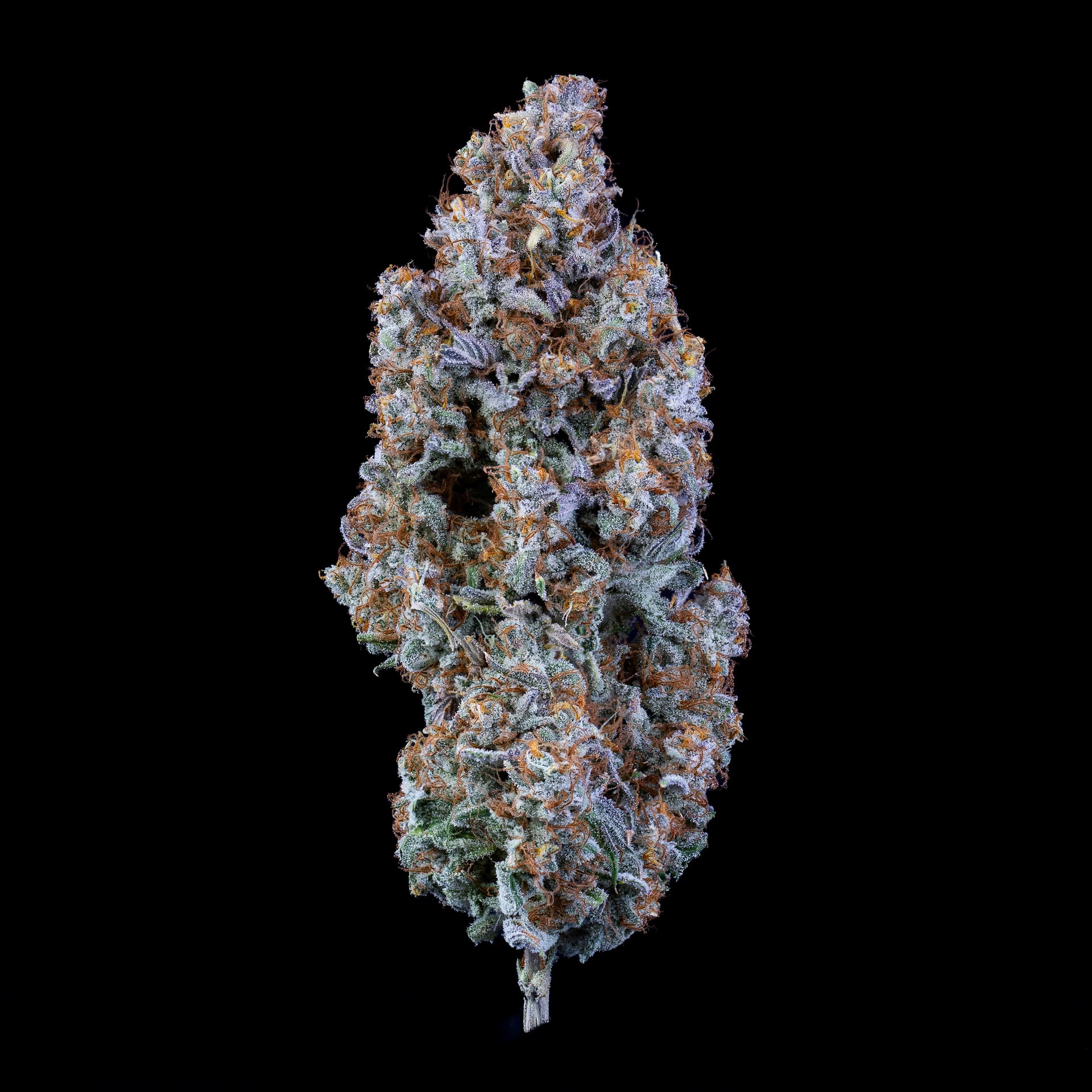 Mephisto Genetics-Ripley's OG