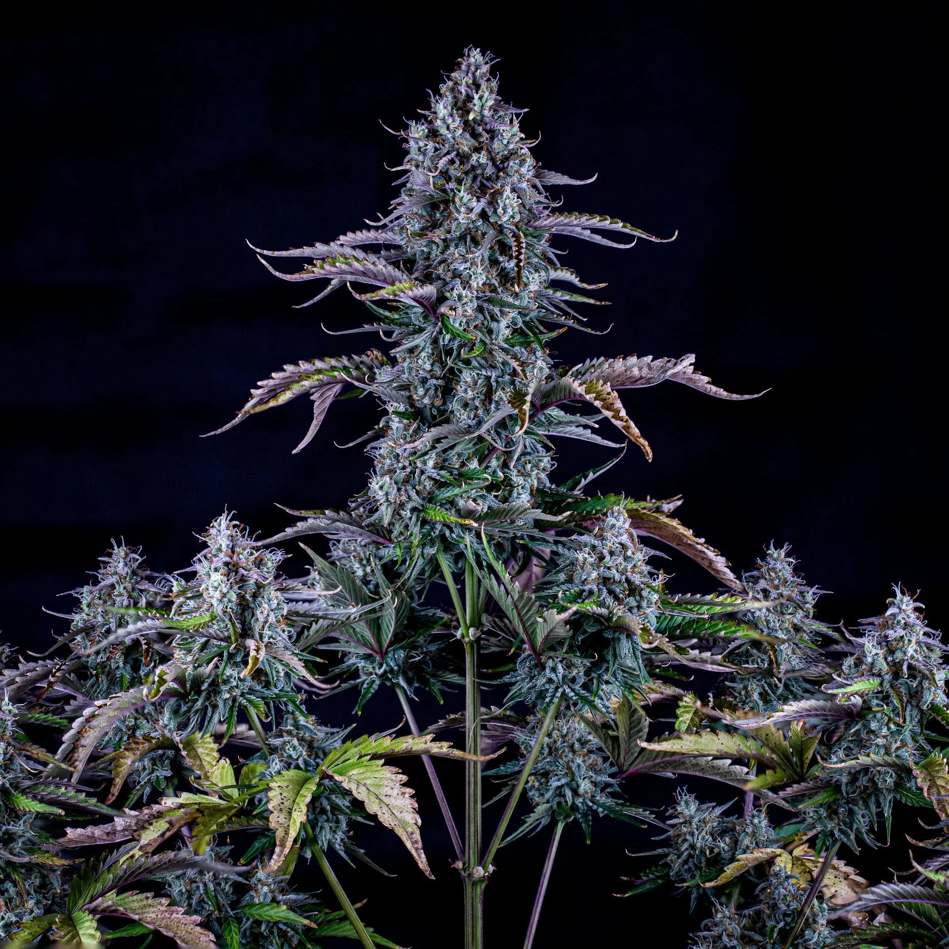 Mephisto Genetics-Ripley's OG