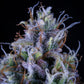 Mephisto Genetics-Ripley's OG
