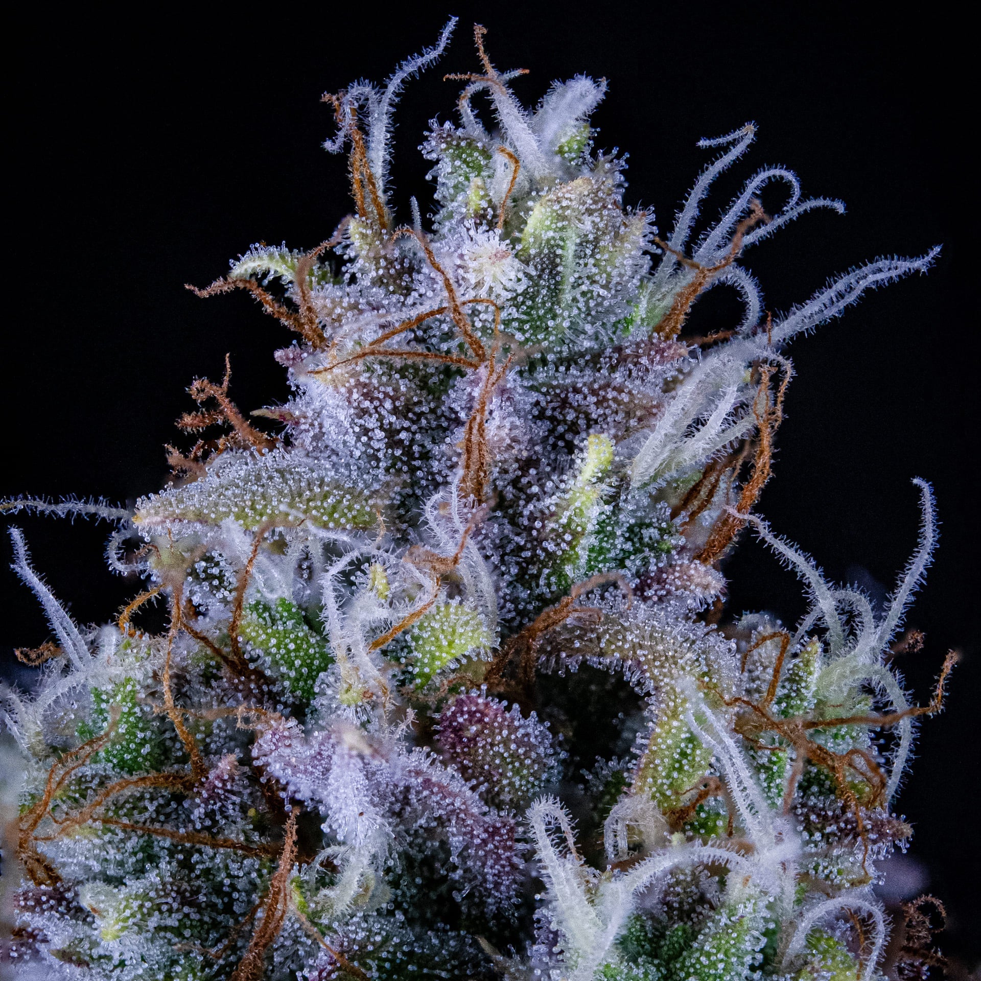 Mephisto Genetics-Ripley's OG