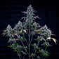 Mephisto Genetics-Ripley's OG