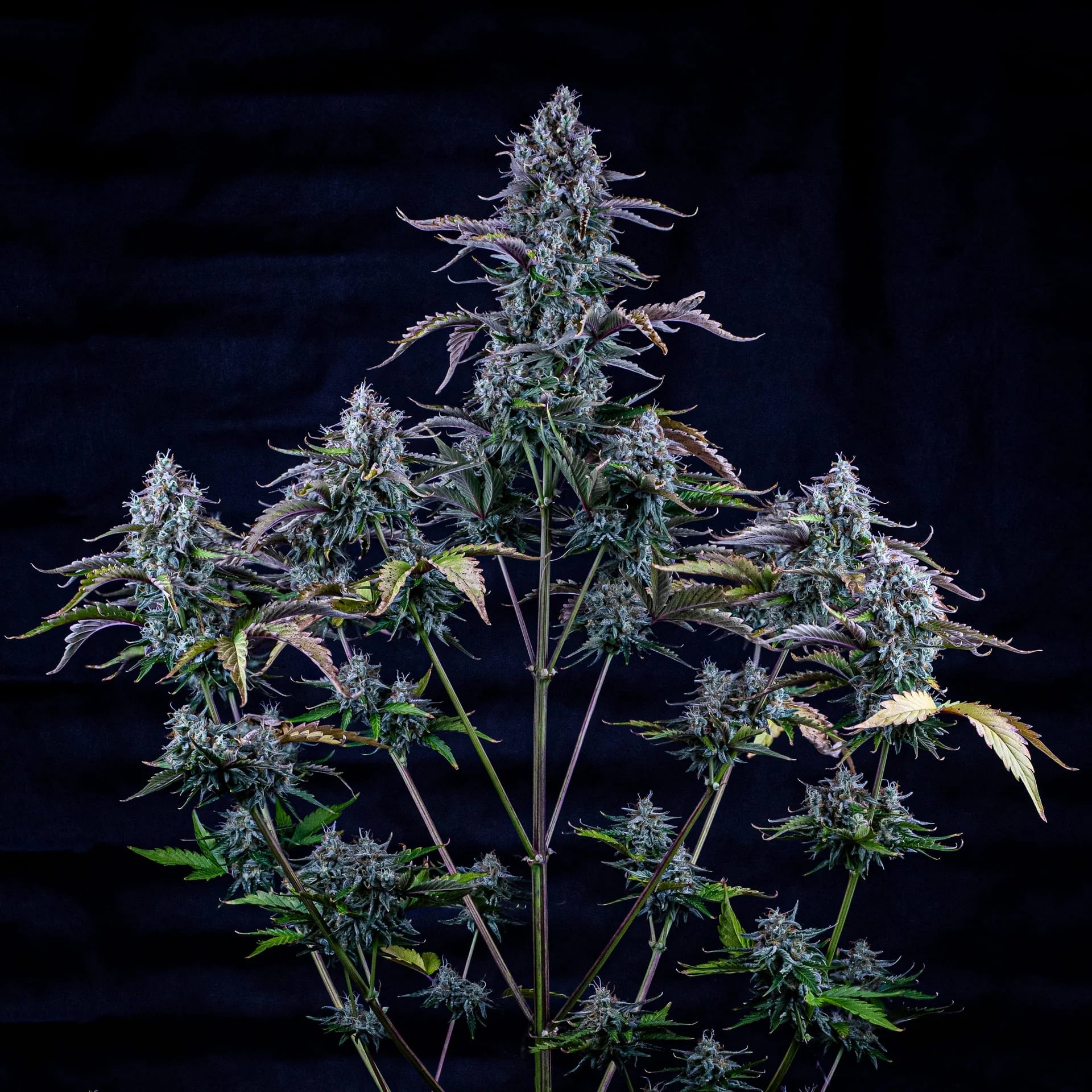 Mephisto Genetics-Ripley's OG