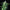 Royal AK Auto - Cannaseuse - Curated Genetics - Royal Queen Seeds