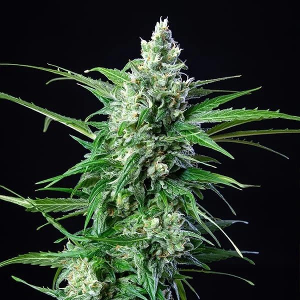 Royal AK Auto - Cannaseuse - Curated Genetics - Royal Queen Seeds