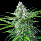 Royal AK Auto - Cannaseuse - Curated Genetics - Royal Queen Seeds