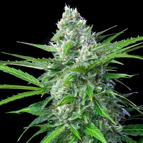 Royal AK Auto - Cannaseuse - Curated Genetics - Royal Queen Seeds
