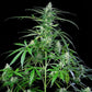 Royal AK Auto - Cannaseuse - Curated Genetics - Royal Queen Seeds