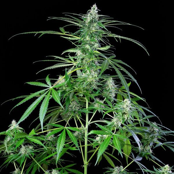 Royal AK Auto - Cannaseuse - Curated Genetics - Royal Queen Seeds