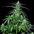 Royal AK Auto - Cannaseuse - Curated Genetics - Royal Queen Seeds