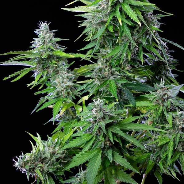 Royal Cookies Auto - Cannaseuse - Curated Genetics - Royal Queen Seeds