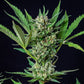 Royal Dwarf Auto - Cannaseuse - Curated Genetics - Royal Queen Seeds