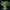 Royal Dwarf Auto - Cannaseuse - Curated Genetics - Royal Queen Seeds