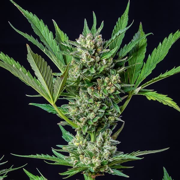 Royal Dwarf Auto - Cannaseuse - Curated Genetics - Royal Queen Seeds