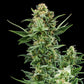 Royal Dwarf Auto - Cannaseuse - Curated Genetics - Royal Queen Seeds