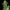 Royal Dwarf Auto - Cannaseuse - Curated Genetics - Royal Queen Seeds