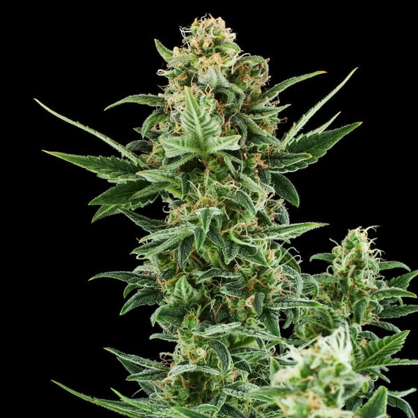 Royal Dwarf Auto - Cannaseuse - Curated Genetics - Royal Queen Seeds