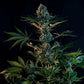 Royal Gorilla - Cannaseuse - Curated Genetics - Royal Queen Seeds