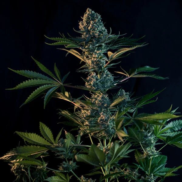 Royal Gorilla - Cannaseuse - Curated Genetics - Royal Queen Seeds