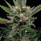 Royal Gorilla - Cannaseuse - Curated Genetics - Royal Queen Seeds