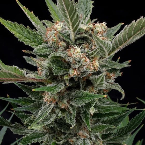 Royal Gorilla - Cannaseuse - Curated Genetics - Royal Queen Seeds
