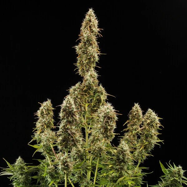 Royal Jack Auto - Cannaseuse - Curated Genetics - Royal Queen Seeds