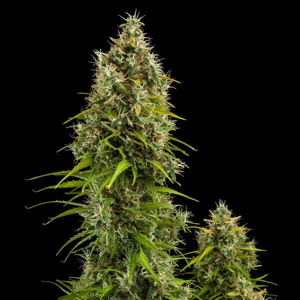 Royal Jack Auto - Cannaseuse - Curated Genetics - Royal Queen Seeds