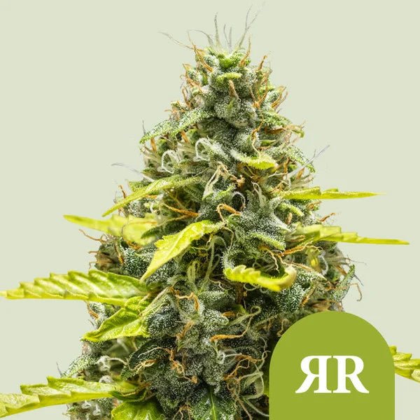 Royal Runtz Auto - Cannaseuse - Curated Genetics - Royal Queen Seeds