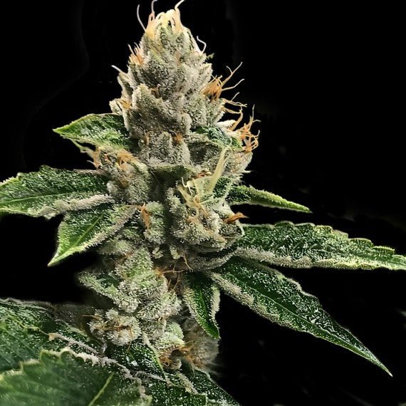 DNA Genetics-RP 43' aka Richard Petty
