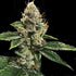 DNA Genetics-RP 43&