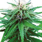 Sensi Seeds-Ruderalis Indica