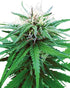 Sensi Seeds-Ruderalis Indica