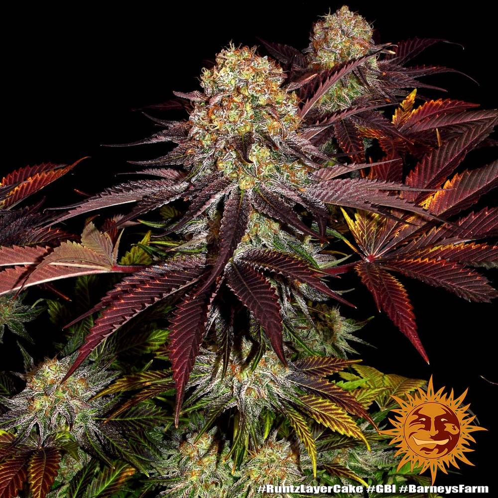 Runtz x Layer Cake - Cannaseuse - Curated Genetics - Barney's Farm