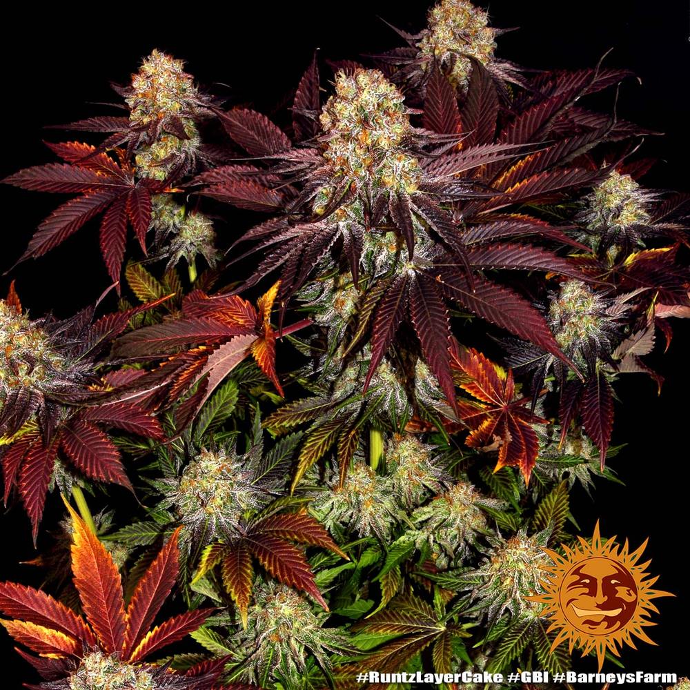 Runtz x Layer Cake - Cannaseuse - Curated Genetics - Barney's Farm