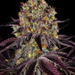 Runtz x Layer Cake - Cannaseuse - Curated Genetics - Barney's Farm