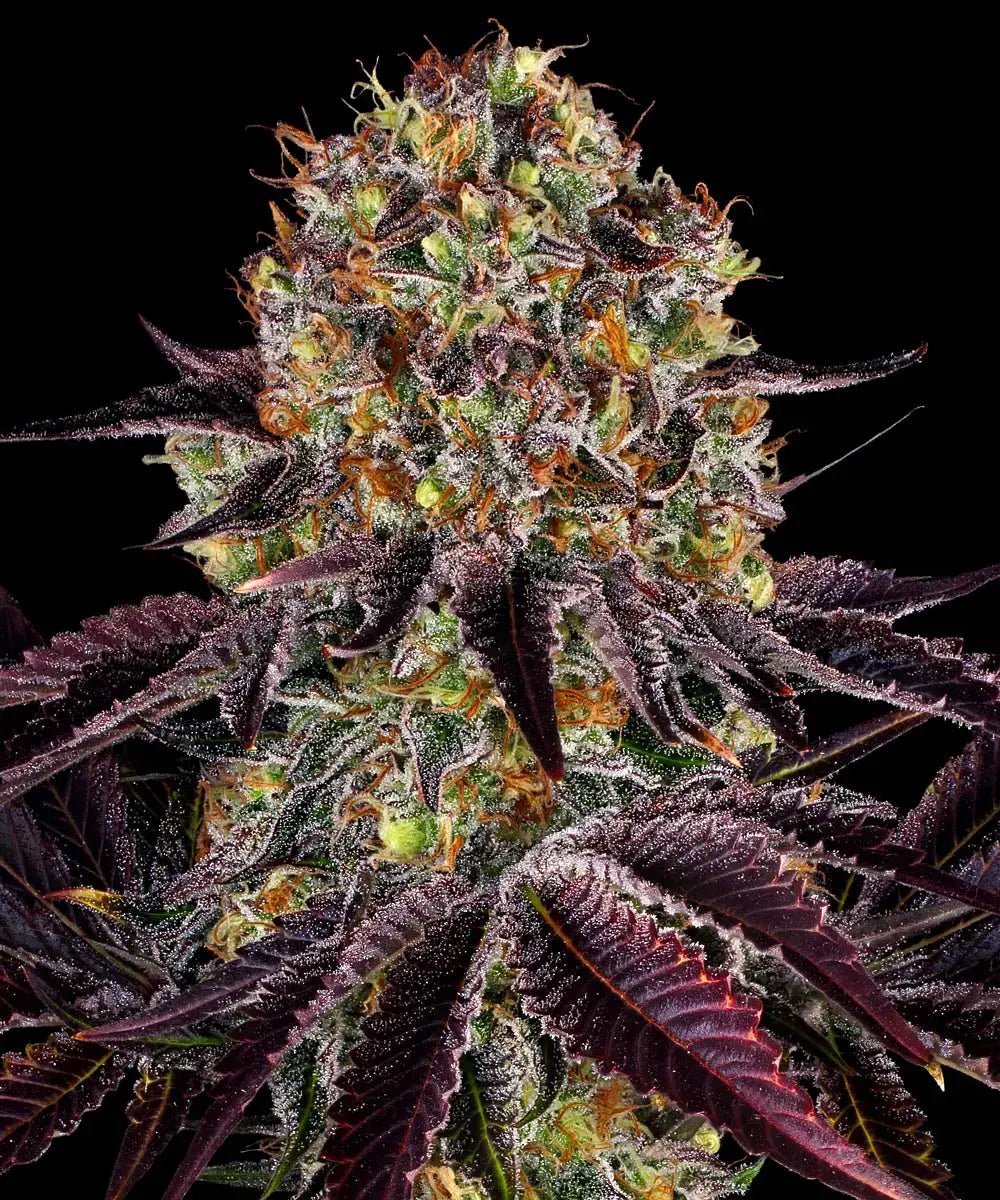 Runtz x Layer Cake - Cannaseuse - Curated Genetics - Barney's Farm
