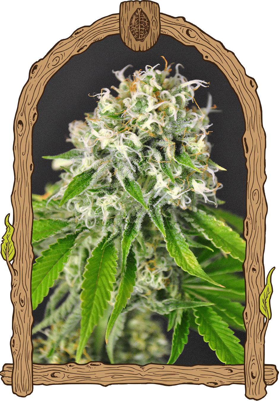 Exotic Runtz - Cannaseuse - Curated Genetics - Exotic Seed