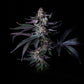 Grateful Seeds-Satzuma Revenge