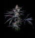 Grateful Seeds-Satzuma Revenge