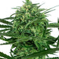 Sensi Seeds-Sensi Amnesia