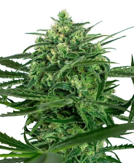 Sensi Seeds-Sensi Amnesia