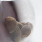 Sensi Seeds-Sensi Amnesia