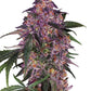 Sensi Seeds-Sensi Purple Kush