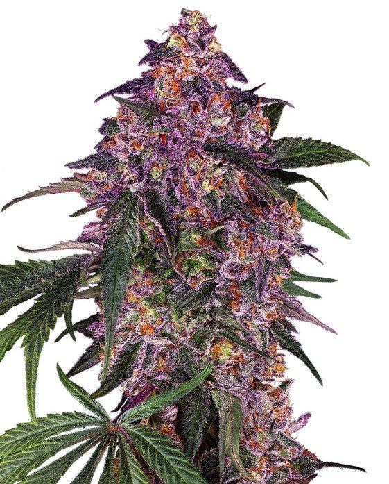 Sensi Seeds-Sensi Purple Kush