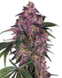 Sensi Seeds-Sensi Purple Kush
