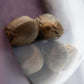 Sensi Seeds-Sensi Purple Kush