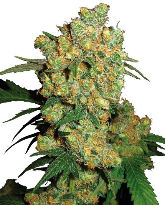 Big Bud - Cannaseuse - Curated Genetics - Sensi Seeds