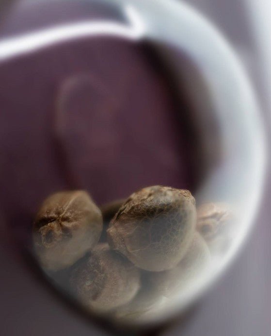 Big Bud - Cannaseuse - Curated Genetics - Sensi Seeds