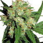 Sensi Seeds-Sensi Skunk